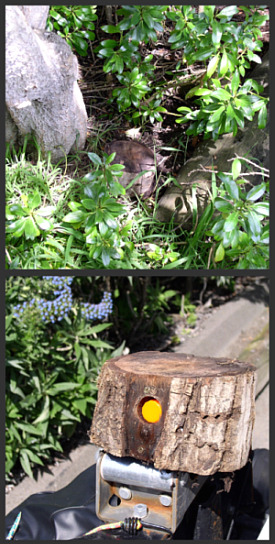 geocache container unique handmade wood fake stump for geocaching EU Nr20